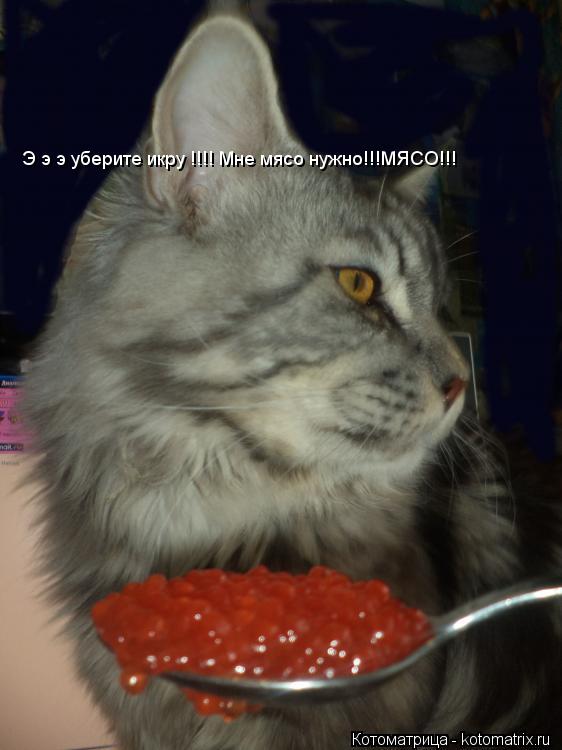 Э э э уберите икру !!!! Мне мясо нужно!!!МЯСО!!! Э э э уберите икру !!!! Мне мясо нужно!!!МЯСО!!! Э э... Котоматрица: Э э э уберите икру !!!! Мне мясо нужно!!!МЯСО!!! Э э э уберите икру !!!! Мне мясо нужно!!!МЯСО!!! Э э э уберите икру !!!! Мне мясо нужно!!!МЯСО!!!