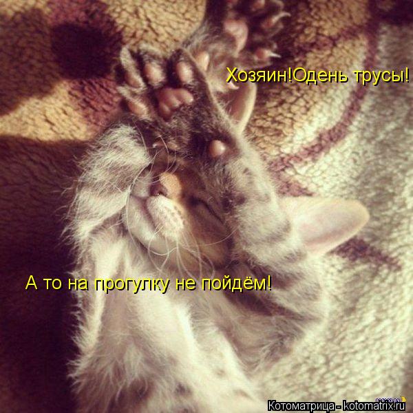 Хозяин!Одень трусы! А то на прогулку не пойдём А то на прогулку не пойдём!... Котоматрица: Хозяин!Одень трусы! А то на прогулку не пойдём А то на прогулку не пойдём!
