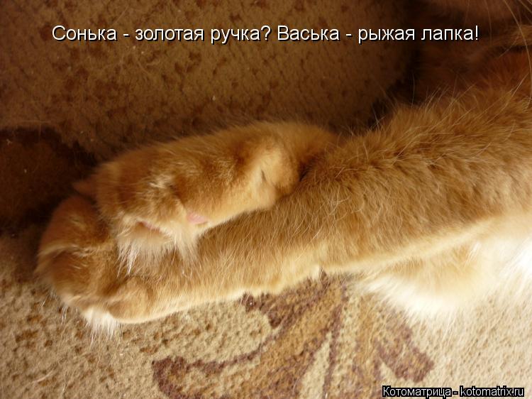 Сонька - золотая ручка? Васька - рыжая лапка!... Котоматрица: Сонька - золотая ручка? Васька - рыжая лапка!
