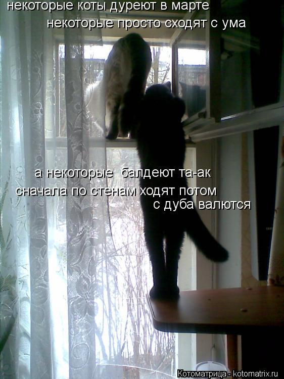 некоторые коты дуреют в марте некоторые просто сходят с ума а некоторые балдеют та-ак сначала по ст... Котоматрица: некоторые коты дуреют в марте некоторые просто сходят с ума а некоторые балдеют та-ак сначала по стенам ходят потом с дуба валются