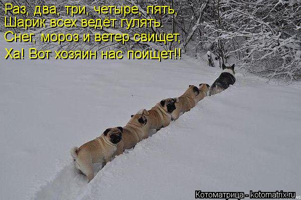 Раз, два, три, четыре, пять, Шарик всех ведёт гулять. Снег, мороз и ветер свищет, Ха! Вот хозяин ... Котоматрица: Раз, два, три, четыре, пять, Шарик всех ведёт гулять. Снег, мороз и ветер свищет, Ха! Вот хозяин нас поищет!!