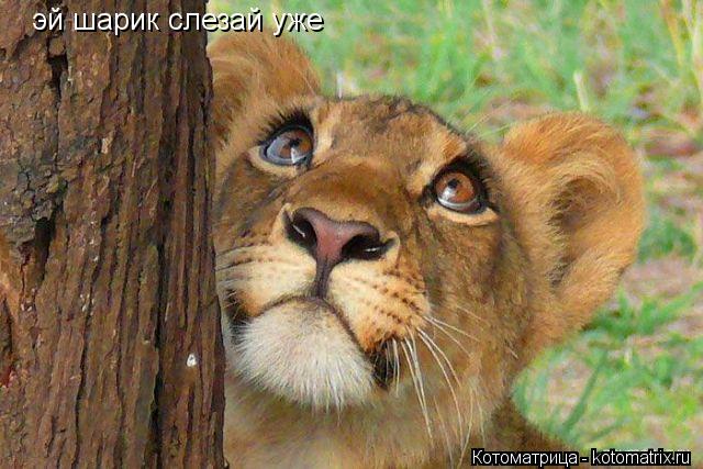 эй шарик слезай уже... Котоматрица: эй шарик слезай уже