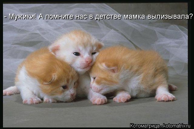 - Мужики! А помните нас в детстве мамка вылизывала?... Котоматрица: - Мужики! А помните нас в детстве мамка вылизывала?