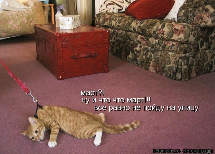 март?! ну и что что март!!! все равно не пойду на улицу... Котоматрица: март?! ну и что что март!!! все равно не пойду на улицу