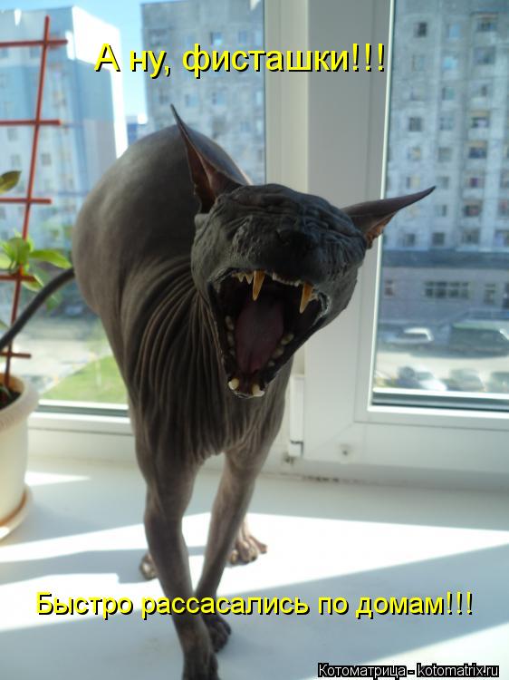 А ну, фисташки!!! Быстро рассасались по домам!!!... Котоматрица: А ну, фисташки!!! Быстро рассасались по домам!!!