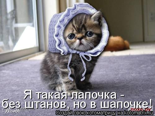 без штанов, но в шапочке! Я такая лапочка -... Котоматрица: без штанов, но в шапочке! Я такая лапочка -