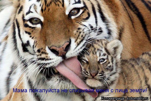 Мама пожалуйста не слизывай меня с лица земли!... Котоматрица: Мама пожалуйста не слизывай меня с лица земли!