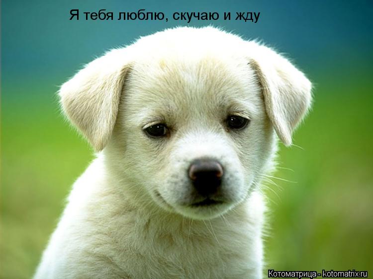 Я тебя люблю, скучаю и жду... Котоматрица: Я тебя люблю, скучаю и жду