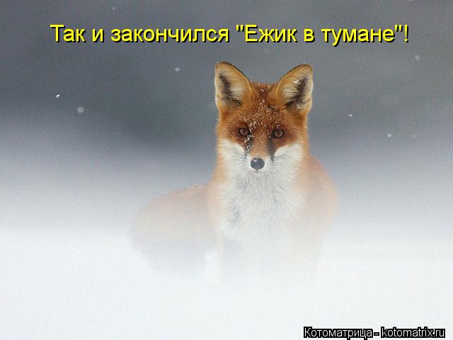 Так и закончился "Ежик в тумане"!... Котоматрица: Так и закончился "Ежик в тумане"!