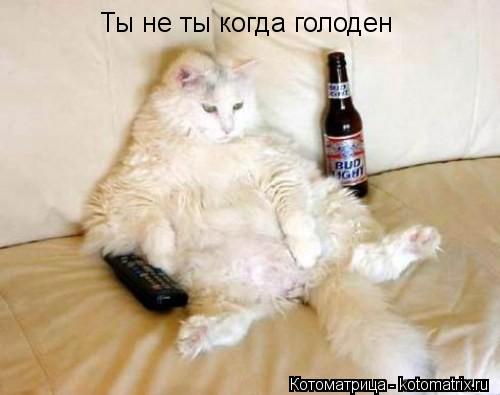 Ты не ты когда голоден... Котоматрица: Ты не ты когда голоден