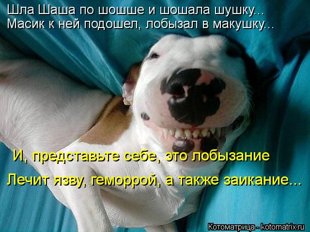 Котоматрица: Шла Шаша по шошше и шошала шушку... Масик к ней подошел, лобызал в макушку... И, представьте себе, это лобызание Лечит язву, геморрой, а также за
