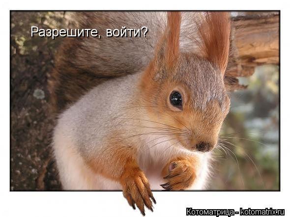 Разрешите, войти?... Котоматрица: Разрешите, войти?