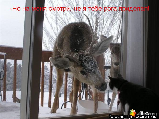 -Не на меня смотри, не я тебе рога приделал!... Котоматрица: -Не на меня смотри, не я тебе рога приделал!