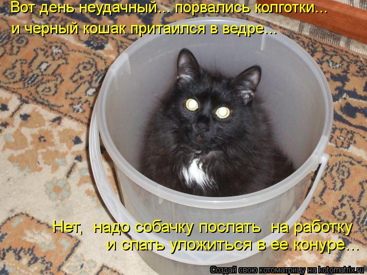 Вот день неудачный... порвались колготки... и черный кошак притаился в ведре... Нет, надо собачку по... Котоматрица: Вот день неудачный... порвались колготки... и черный кошак притаился в ведре... Нет, надо собачку послать на работку и спать уложиться в ее ко