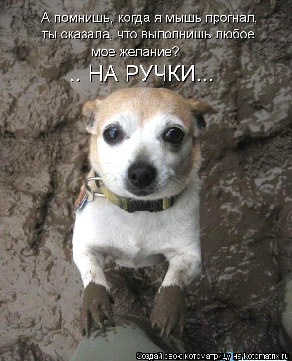 Котоматрица: А помнишь, когда я мышь прогнал, ты сказала, что выполнишь любое мое желание?  .. НА РУЧКИ...
