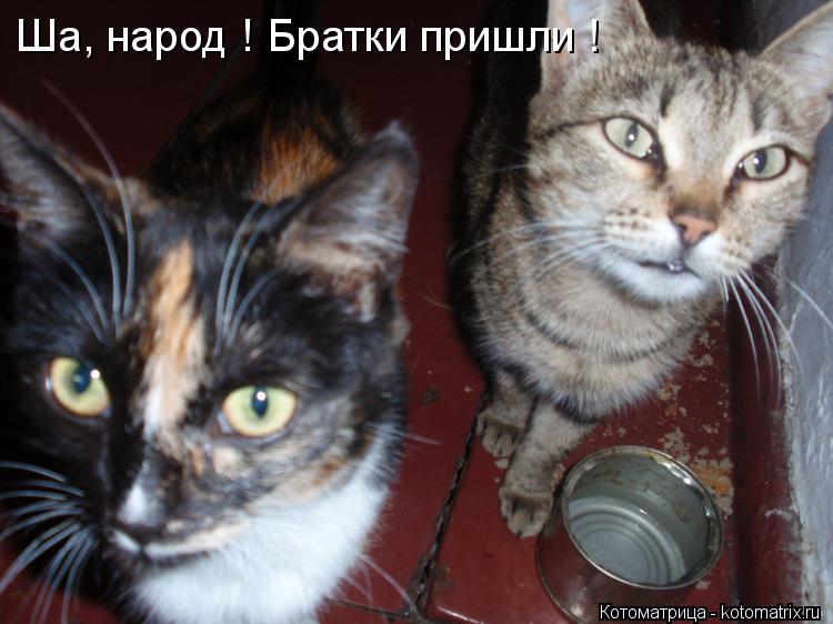 Ша, народ ! Братки пришли !... Котоматрица: Ша, народ ! Братки пришли !