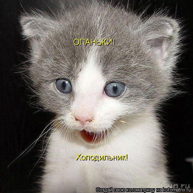 ОПАНЬКИ! Холодильник!... Котоматрица: ОПАНЬКИ! Холодильник!