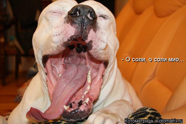 - О соли, о соли мио...... Котоматрица: - О соли, о соли мио...