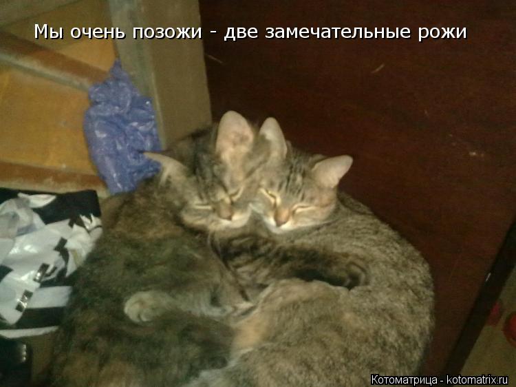 Котоматрица: Мы очень позожи - две замечательные рожи
