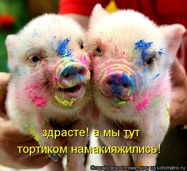 здрасте! а мы тут тортиком намакияжились!... Котоматрица: здрасте! а мы тут тортиком намакияжились!