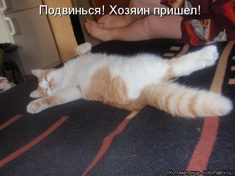 Подвинься! Хозяин пришел!... Котоматрица: Подвинься! Хозяин пришел!