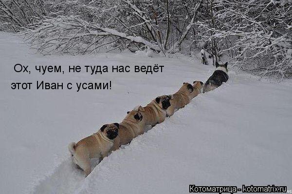 Ох, чуем, не туда нас ведёт этот Иван с усами!... Котоматрица: Ох, чуем, не туда нас ведёт этот Иван с усами!