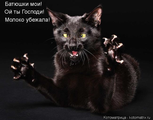 Батюшки мои! Ой ты Господи! Молоко убежала!... Котоматрица: Батюшки мои! Ой ты Господи! Молоко убежала!