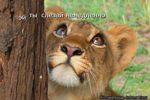 эй ты слезай немедленно... Котоматрица: эй ты слезай немедленно