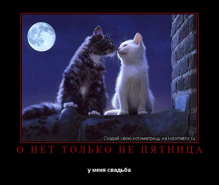 Котоматрица: О НЕТ ТОЛЬКО НЕ ПЯТНИЦА у меня свадьба