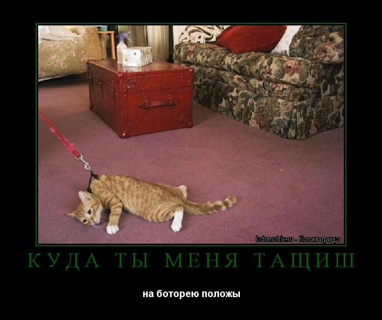 Котоматрица: КУДА ТЫ МЕНЯ ТАЩИШ на боторею положы
