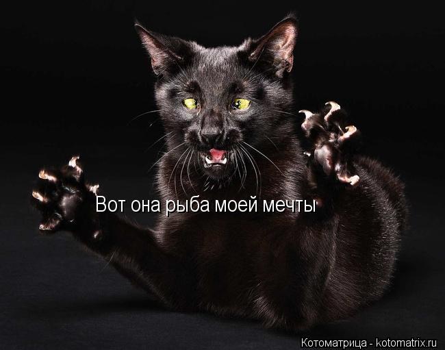 Котоматрица: Вот она рыба моей мечты