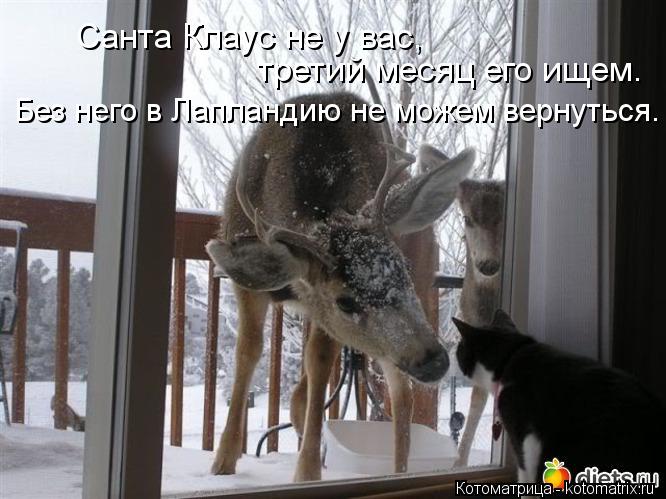 Котоматрица: третий месяц его ищем. Санта Клаус не у вас, Без него в Лапландию не можем вернуться.