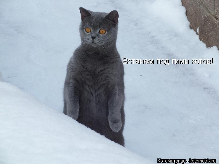 Котоматрица: Встанем под гимн котов!