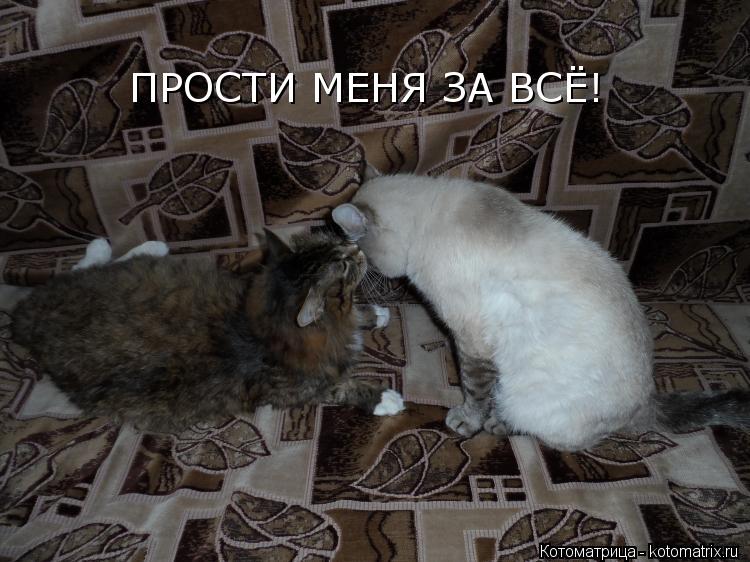 Котоматрица: ПРОСТИ МЕНЯ ЗА ВСЁ!