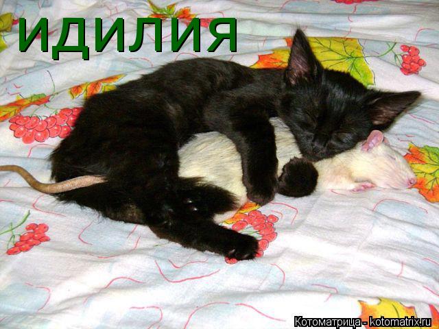Котоматрица: идилия