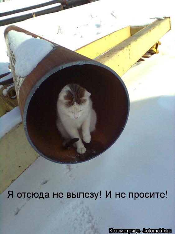 Я отсюда не вылезу! И не просите!... Котоматрица: Я отсюда не вылезу! И не просите!