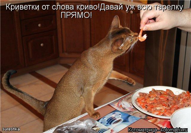 Котоматрица: Криветки от слова криво!Давай уж всю тарелку ПРЯМО!