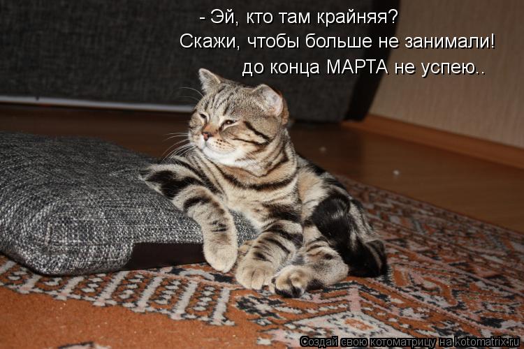 Котоматрица: - Эй, кто там крайняя? Скажи, чтобы больше не занимали! до конца МАРТА не успею..