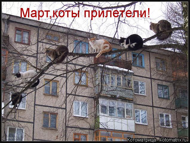 Котоматрица: Март,коты прилетели!