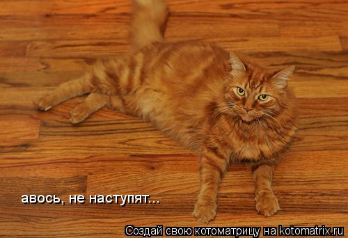 Котоматрица: авось, не наступят...