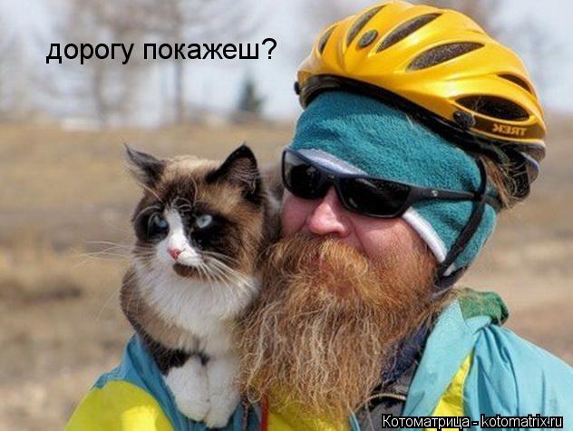 Котоматрица: дорогу покажеш?