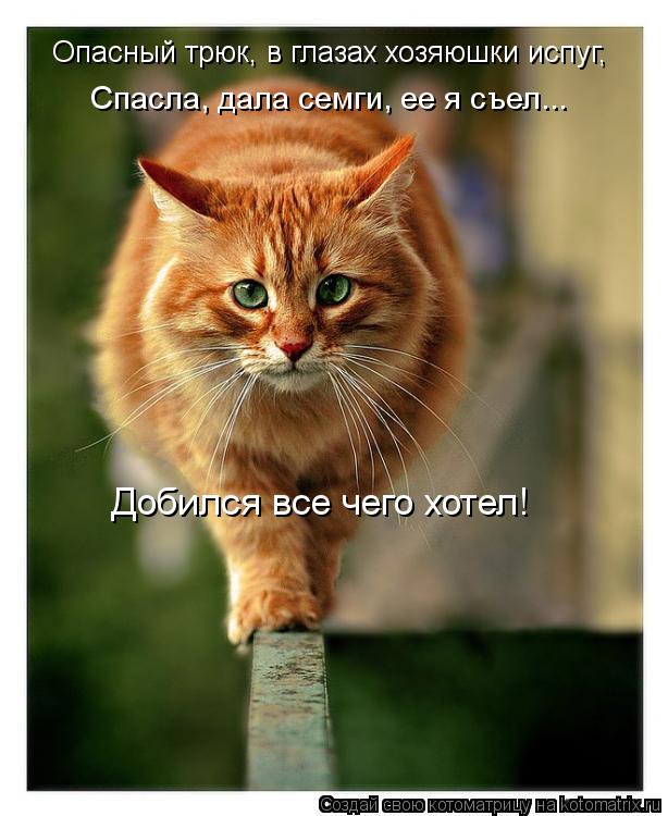 Котоматрица: Опасный трюк, в глазах хозяюшки испуг, Добился все чего хотел! Спасла, дала семги, ее я съел...