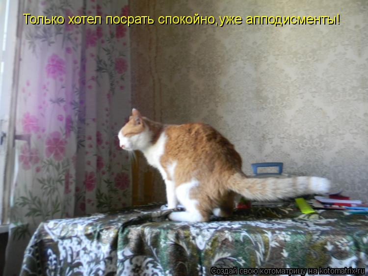 Котоматрица: Только хотел посрать спокойно,уже апподисменты!