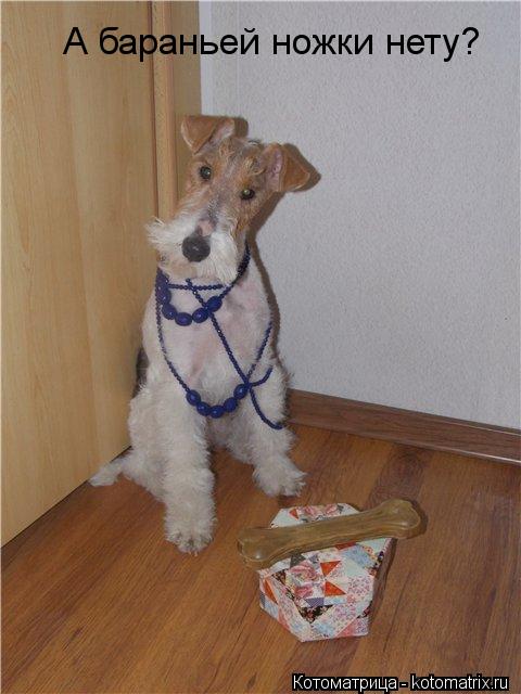 А бараньей ножки нету?... Котоматрица: А бараньей ножки нету?