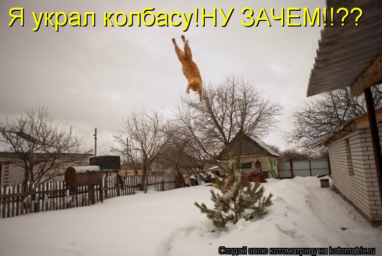 Котоматрица: Я украл колбасу!НУ ЗАЧЕМ!!??