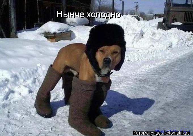 Котоматрица: Нынче холодно