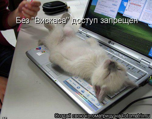 Без "Вискаса" доступ запрещен... Котоматрица: Без "Вискаса" доступ запрещен