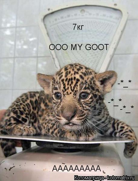 Котоматрица: OOO MY GOOT ААААААААА ААААААААА