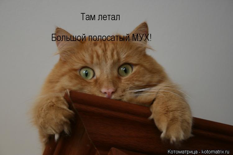 Котоматрица: Там летал Большой полосатый МУХ!