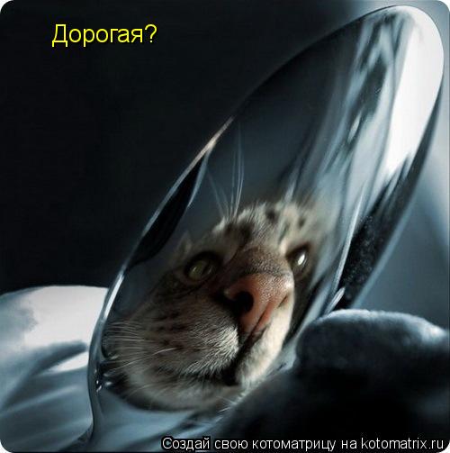 Дорогая?... Котоматрица: Дорогая?